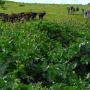 The Native Plant Society of Carquinez meets the Native Plant Society of Napa.